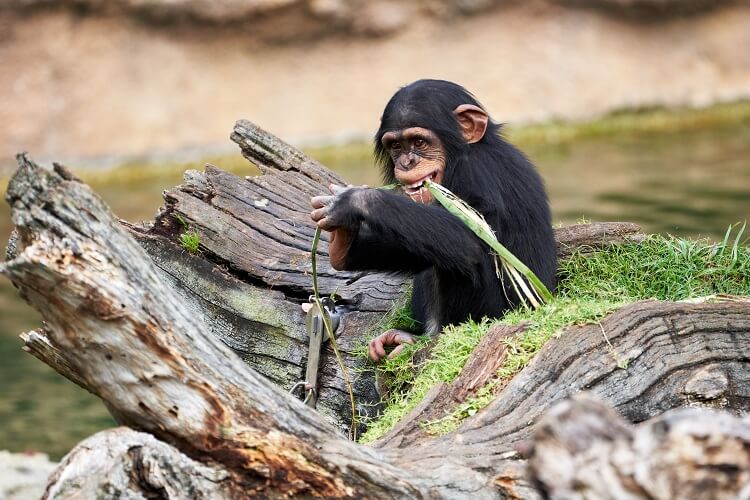 the culture of chimpanzee reading answer